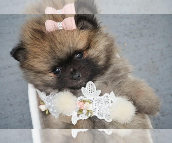 Medium Photo #14 Pomeranian Puppy For Sale in PEMBROKE PINES, FL, USA