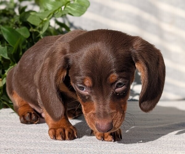 Medium Photo #34 Dachshund Puppy For Sale in GOSHEN, IN, USA