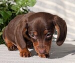 Small #2 Dachshund