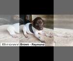 Small Photo #10 German Shorthaired Pointer Puppy For Sale in EDENTON, NC, USA