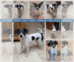 KOLTER - Male Rat-Cha Dog for Adoption - Small photo