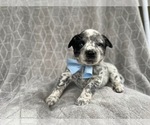 Small Photo #12 Australian Cattle Dog Puppy For Sale in LAKELAND, FL, USA