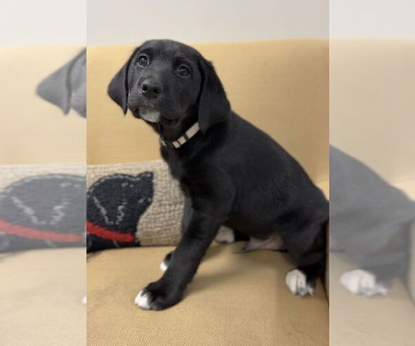 Medium Photo #1 Aussiedor Puppy For Sale in Bemidji, MN, USA