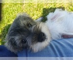 Small #4 Schnauzer (Miniature)
