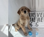 Gunner - Male Golden Retriever Puppy for Sale - Photo #2