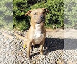 Small Photo #2 American Staffordshire Terrier-Labrador Retriever Mix Puppy For Sale in Albuquerque, NM, USA