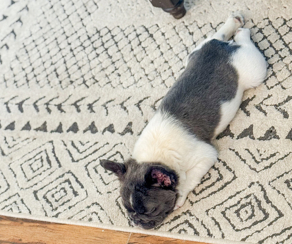 Medium Photo #7 French Bulldog Puppy For Sale in MIDLAND, TX, USA