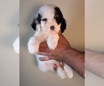 Small #3 Bernedoodle-Cavapoo (Miniature) Mix