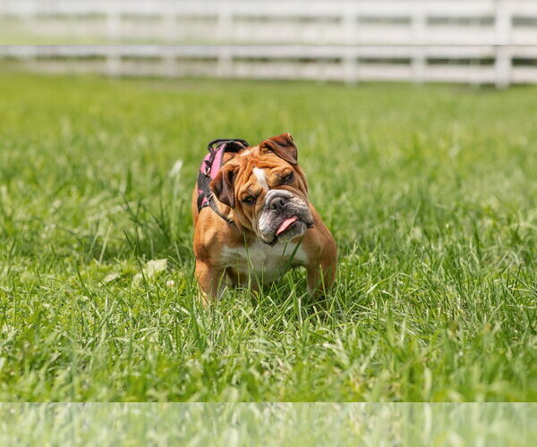 Medium Photo #1 Bulldog Puppy For Sale in Landenberg, PA, USA