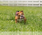 Princess - Female Bulldog Dog for Adoption - Small photo