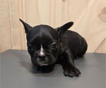 Puppy Vader French Bulldog