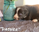 Small Photo #1 Border Collie Puppy For Sale in ESSEX, IA, USA