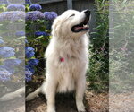 Small #2 Great Pyrenees