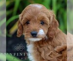 Small #3 Cavapoo