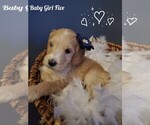 Puppy 4 Goldendoodle