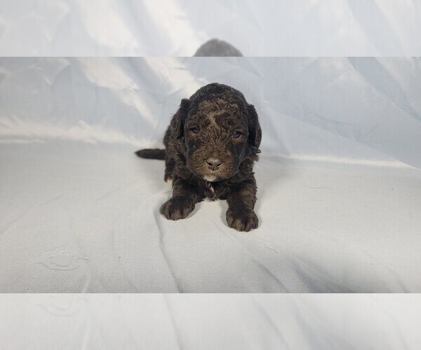 Medium Photo #3 Bernedoodle (Miniature) Puppy For Sale in PEYTON, CO, USA