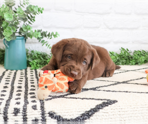 Medium Photo #2 Labrador Retriever Puppy For Sale in SYRACUSE, IN, USA