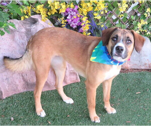 Medium Photo #1 American Foxhound-Unknown Mix Puppy For Sale in Oklahoma City, OK, USA