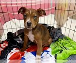 Small Photo #1 American Pit Bull Terrier-Unknown Mix Puppy For Sale in McKinleyville, CA, USA