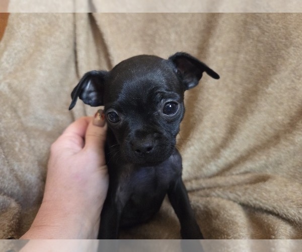 Medium Photo #1 Muggin Puppy For Sale in HILLSDALE, MI, USA