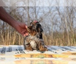 Small #7 ShihPoo