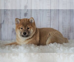Shiba Inu Puppy for sale in FREDERICKSBG, OH, USA