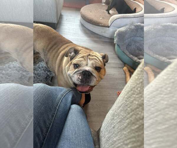 Medium Photo #1 Bulldog Puppy For Sale in Jackson Township, NJ, USA