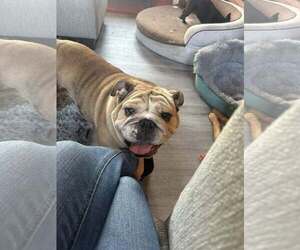 Bulldog Dogs for adoption in Jackson Township, NJ, USA