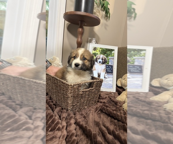 Medium Photo #7 Aussie Pyrenees Puppy For Sale in LEXINGTON, SC, USA
