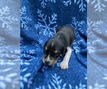 Small Photo #3 Welsh Foxhound  Puppy For Sale in AIKEN, SC, USA