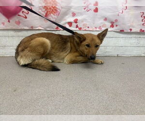 German Shepherd Dog Dogs for adoption in San Bernardino, CA, USA