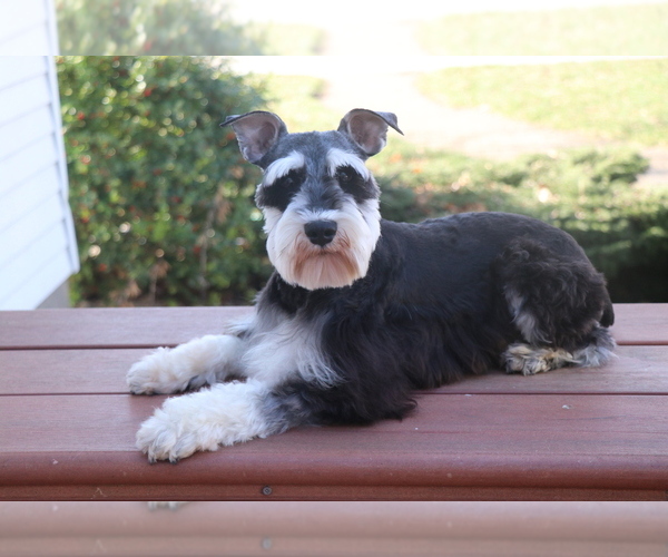 Medium Photo #1 Schnauzer (Miniature) Puppy For Sale in SYRACUSE, IN, USA