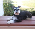 Small Photo #1 Schnauzer (Miniature) Puppy For Sale in SYRACUSE, IN, USA