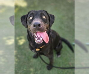 Labrador Retriever-Unknown Mix Dogs for adoption in Lakewood, CO, USA