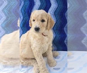 Goldendoodle Puppy for sale in BATTLE GROUND, WA, USA