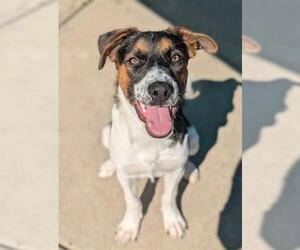 Pointer-Unknown Mix Dogs for adoption in Sacramento, CA, USA