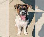 Small Pointer Mix