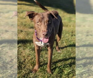 Lab-Pointer Dogs for adoption in Polson, MT, USA