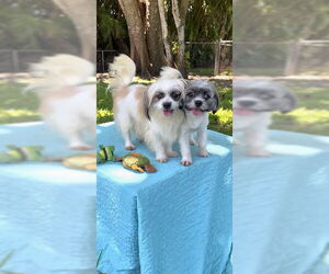 Shih Tzu Dogs for adoption in Weston, FL, USA