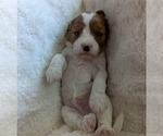 Small Photo #37 Cavapoo (Miniature) Puppy For Sale in SAINT FRANCIS, MN, USA