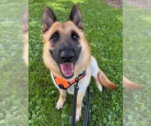 German Shepherd Dog Dogs for adoption in Woodland, CA, USA