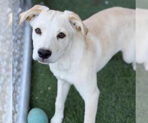 Ricky - Male Labrador Retriever-Unknown Mix Dog for Adoption - Photo #4