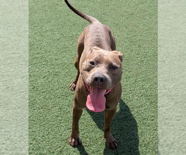 Medium Photo #8 American Pit Bull Terrier-Unknown Mix Puppy For Sale in Rockwall, TX, USA