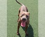 Small #7 American Pit Bull Terrier Mix