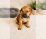 Small #2 American Bandogge mastiff