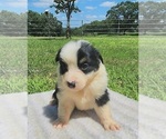 Small Photo #10 Australian Shepherd Puppy For Sale in CROCKER, MO, USA