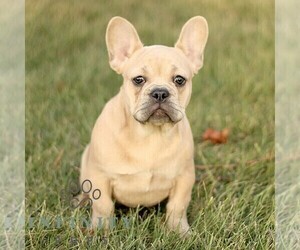 French Bulldog Puppy for sale in EPHRATA, PA, USA