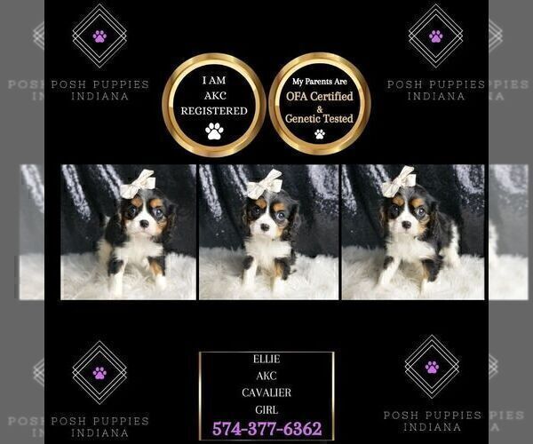 Medium Photo #4 Cavalier King Charles Spaniel Puppy For Sale in WARSAW, IN, USA