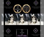 Small Photo #97 Cavalier King Charles Spaniel Puppy For Sale in WARSAW, IN, USA
