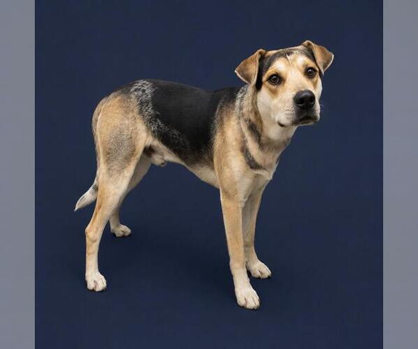 Medium Photo #1 German Shepherd Dog-Texas Heeler Mix Puppy For Sale in HESPERIA, CA, USA